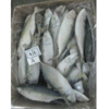 Indian Mackerel Fish Exporters, Wholesaler & Manufacturer | Globaltradeplaza.com