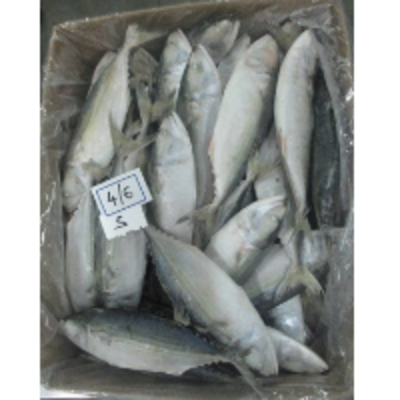 resources of Indian Mackerel Fish exporters