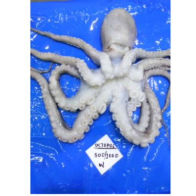 resources of Octopus Whole exporters