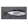 Yellowfin Tuna Fish Exporters, Wholesaler & Manufacturer | Globaltradeplaza.com