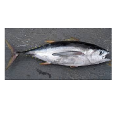 resources of Yellowfin Tuna Fish exporters