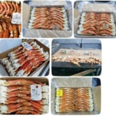 Snow Crab - Opilio Exporters, Wholesaler & Manufacturer | Globaltradeplaza.com