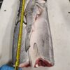 Sockeye Salmon H/g In Frozen Block Exporters, Wholesaler & Manufacturer | Globaltradeplaza.com