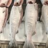 Salmon - Pink Hg Exporters, Wholesaler & Manufacturer | Globaltradeplaza.com