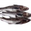 Alaska Pollock Fish Exporters, Wholesaler & Manufacturer | Globaltradeplaza.com