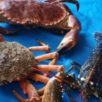 resources of Brown Crab (Cancer Pagurus) "msc" exporters