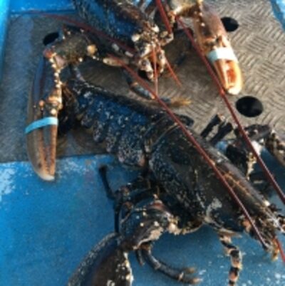 resources of European Blue Lobster "msc" exporters