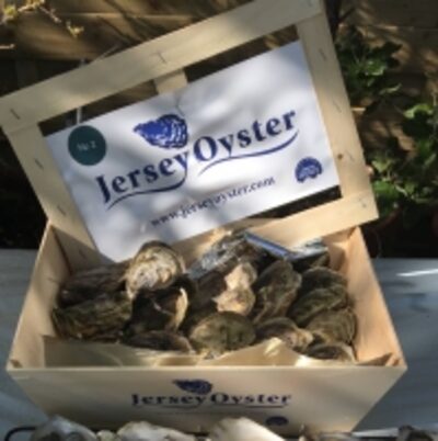 resources of Jersey Oysters(Crassostrea Gigas) "asc" exporters