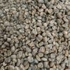 Robusta Green Coffee Bean Exporters, Wholesaler & Manufacturer | Globaltradeplaza.com