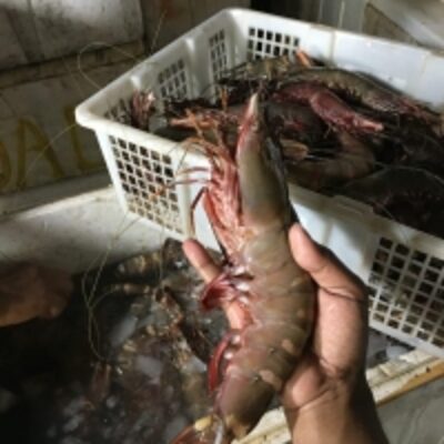 resources of Raw Tiger Prawn exporters