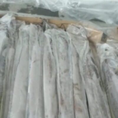 resources of Frozen Ribbon Fish exporters