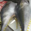 Frozen Yellowfin Tuna Exporters, Wholesaler & Manufacturer | Globaltradeplaza.com