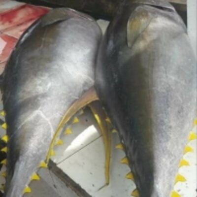 resources of Frozen Yellowfin Tuna exporters