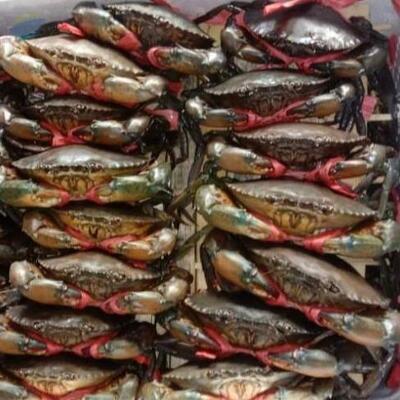 resources of Live Mud Crab exporters