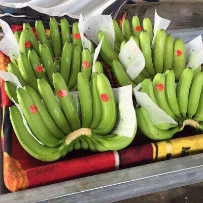 resources of Fresh Banana exporters