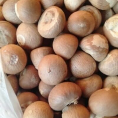 resources of Betel Nuts exporters