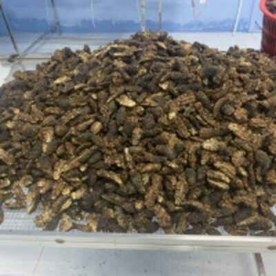 resources of Dried Noni Fruit exporters