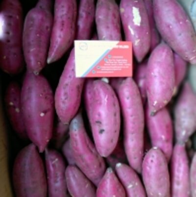 resources of Fresh Sweet Potato exporters