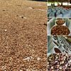 Betel Nut Split Exporters, Wholesaler & Manufacturer | Globaltradeplaza.com