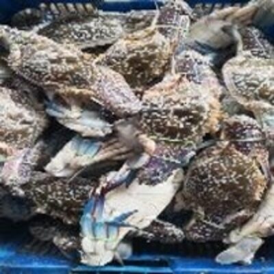 resources of Flower Crab exporters