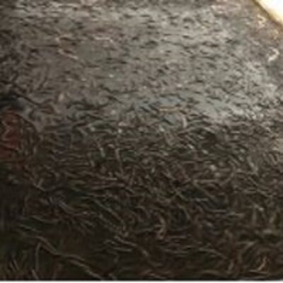 resources of "asian Swamp Eel exporters