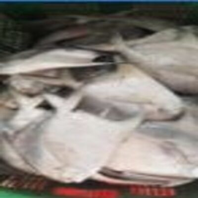 resources of White Pomfret exporters
