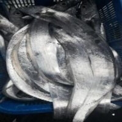 resources of Silver Ribbon Fish exporters