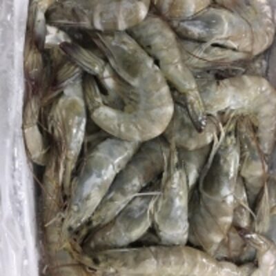 resources of Vannamei Shrimp exporters