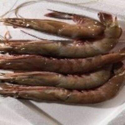 resources of Tiger Prawn exporters
