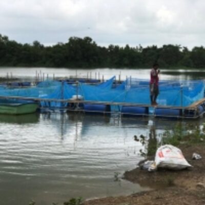 resources of Pangasius Fish exporters