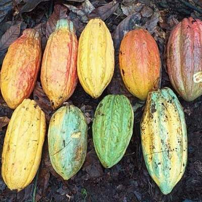 resources of Cacao Premium exporters