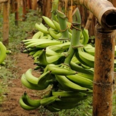 resources of Plantain (Green) exporters