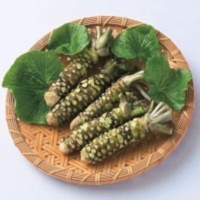 resources of Wasabi (Green Stem) exporters