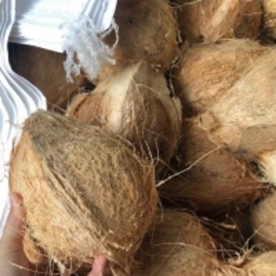resources of Semi Husk Coconut exporters
