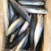 Chub Bulk Fresh Pacific Mackerel Fish Frozen Exporters, Wholesaler & Manufacturer | Globaltradeplaza.com