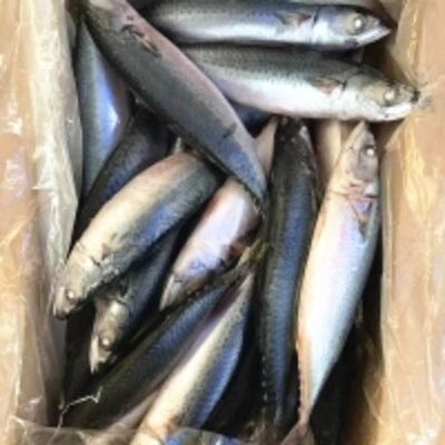 resources of Chub Bulk Fresh Pacific Mackerel Fish Frozen exporters