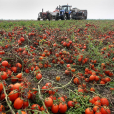resources of Tomato Paste, Diced Tomatoes, Crushed Tomatoes exporters
