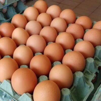 resources of Eggs exporters