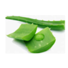 Aloe Vera Leaves Exporters, Wholesaler & Manufacturer | Globaltradeplaza.com