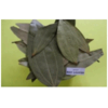 Dried Bay Leaves Exporters, Wholesaler & Manufacturer | Globaltradeplaza.com