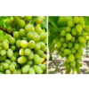 Grapes Sonata Quality Exporters, Wholesaler & Manufacturer | Globaltradeplaza.com