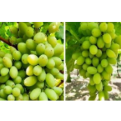 resources of Grapes Sonata Quality exporters
