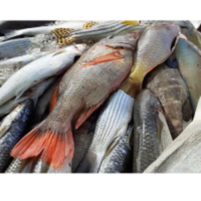 resources of Reef Fish exporters