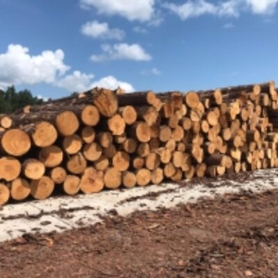 resources of Southern Yellow Pine Logs exporters