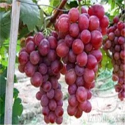Red Grape Juice Concentrate Exporters, Wholesaler & Manufacturer | Globaltradeplaza.com