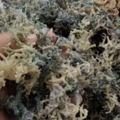resources of Dried Seaweed Eucheuma Cottonii - Green exporters