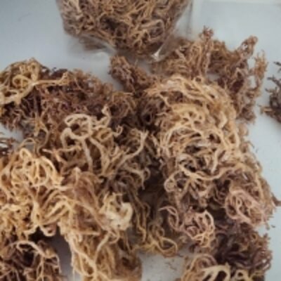 resources of Dried Seaweed Eucheuma Cottonii - Brown exporters