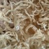 Dried Seaweed Eucheuma Cottonii - White Exporters, Wholesaler & Manufacturer | Globaltradeplaza.com
