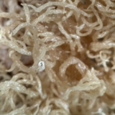 resources of Dried Seaweed Eucheuma Cottonii - White exporters