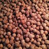 Rudraksha Seeds Exporters, Wholesaler & Manufacturer | Globaltradeplaza.com
